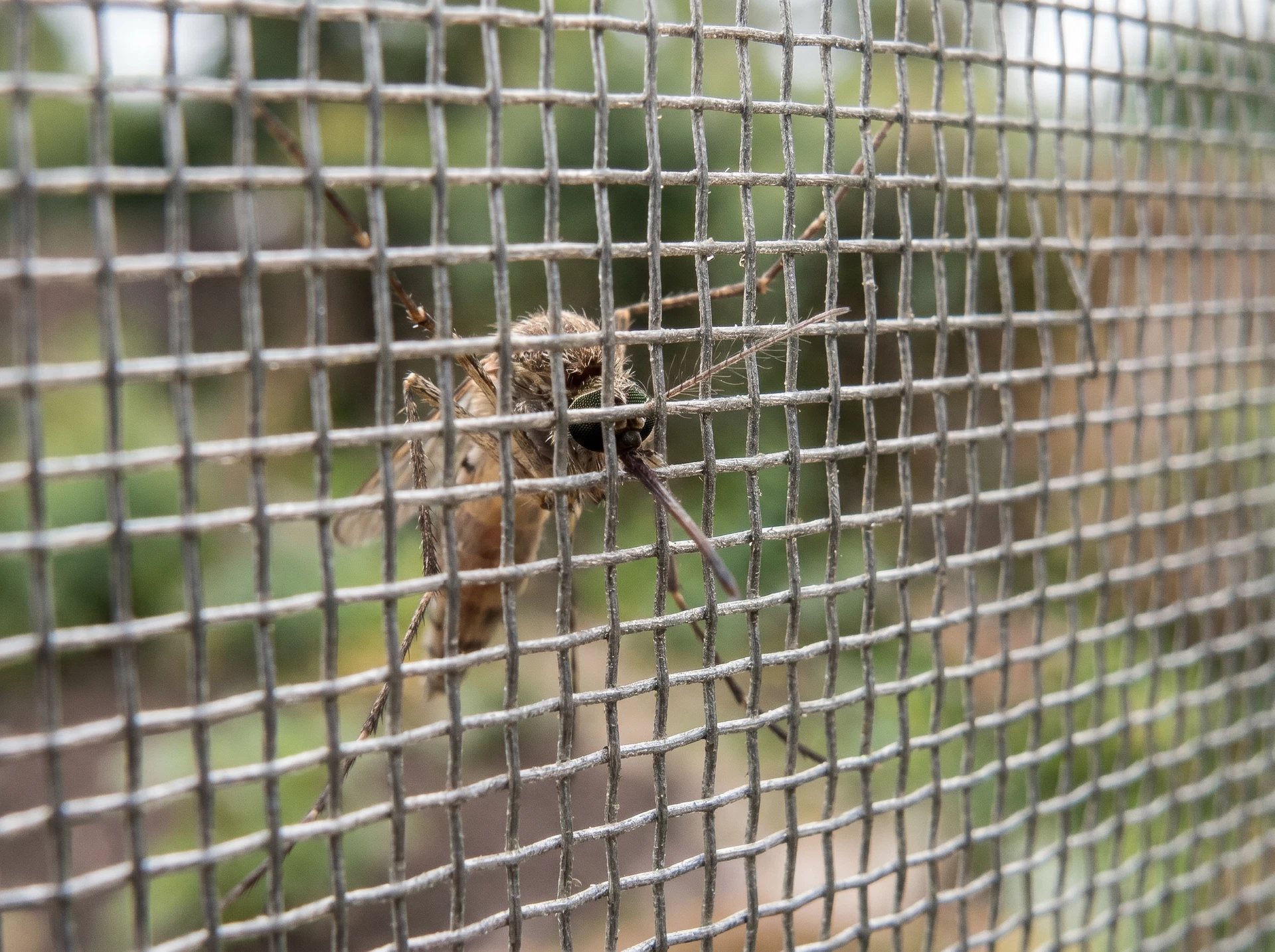 Extreme close-up macro photo of a fine mesh mosquito screen with a mosquito on the outside surface, unable to pass through